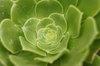 natural rosette: Aeonium - a genus of plants of the family Crassulaceae