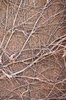 net of twigs: twigs of Vitis sp.