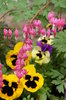 Hearts and pansies on flowerbe: Viola tricolor, and Dicentra spectabilis