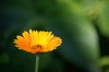 marigold: Flower of Calendula officinalis