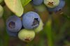 Blueberry: The fruits of Vaccinium genus