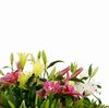 Lillies: Just lillies, few varietas