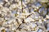 flowering spring: flowering tree of wild plum - Prunus species.