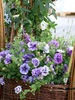 Violet power: a group of violet bed flowers in wicker basket