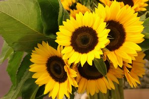 sunflower: no description