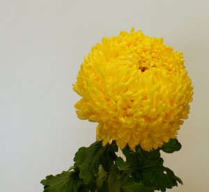 chrysanthemum: Flower of chrysantemum on white background