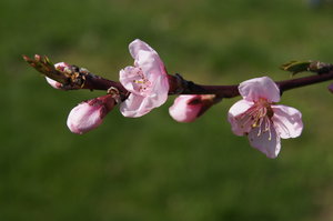 First spring peach flowers: blossoming twig of peach tree