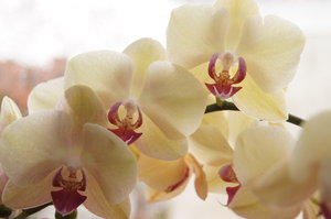 orquídea: 