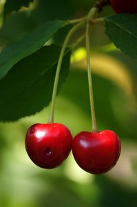 Cherries: jus sour cherries