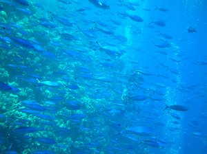 school od fish: Underwater photo