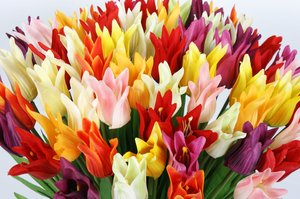 tulips: colourfull artificial tulips