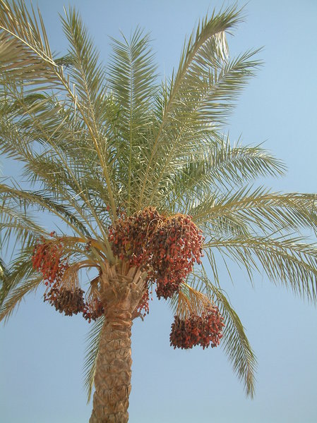 dates 1: date palm in Egipt