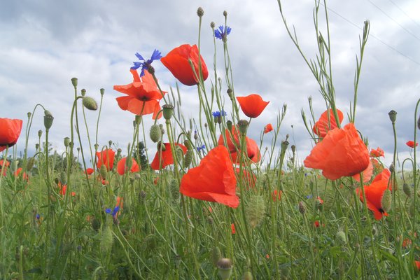 field: poppies and corn flowers at cereal field