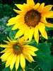 Sunflower 1: Sunflower