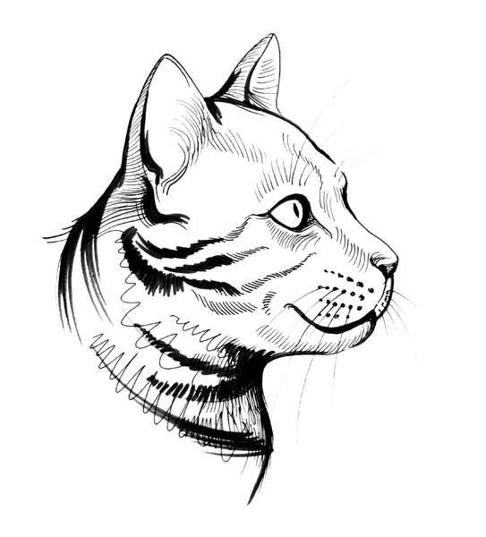 A cat head to draw