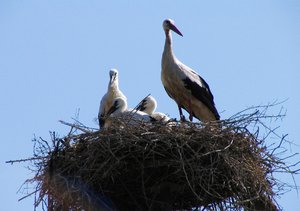 stork 1: stork nest in a Romanian village