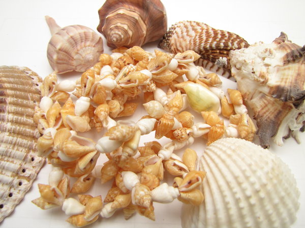 shells: no description