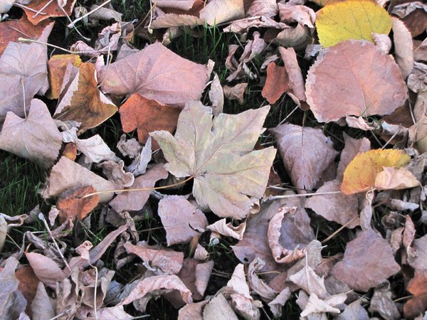 autumn leafs: no description