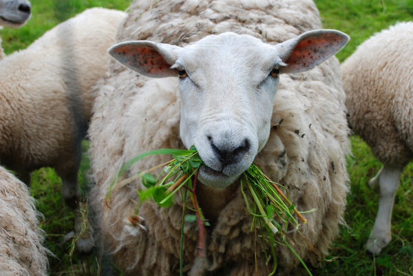 sheep chewing grass: sheep chewing grass