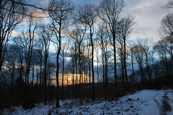 Winterabend Im Wald Kostenlose Stock Fotos Rgbstock Kostenlose Bilder Alfi007 February 07 13 21