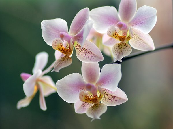 orchideeën: 