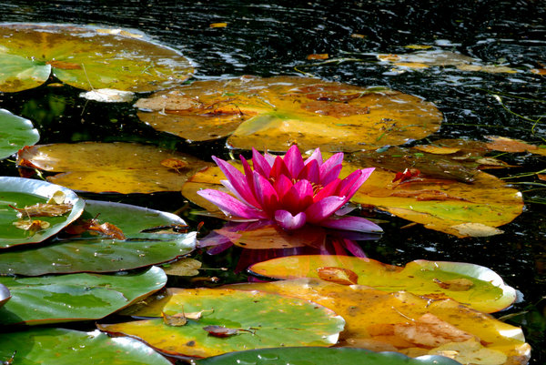 Waterlily: 