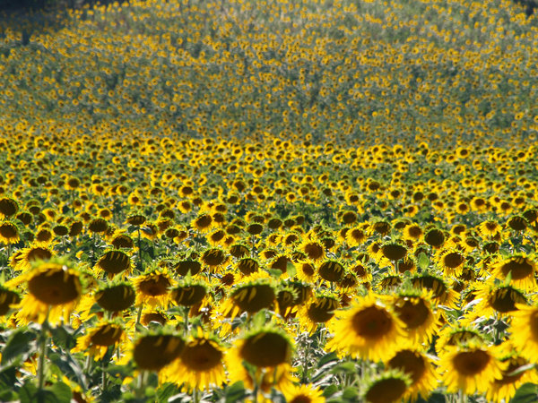 Sunflower Field: Field of Sunflowers stretching uphill close to Lake Iznik in Turkey