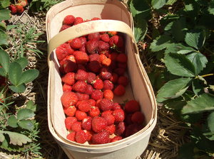 Strawberries 3: I took this photo while strawberry picking with my daughter.