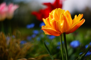 tulips: Tulips in bloom.