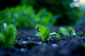 lettuce: Newly grown lettuce.