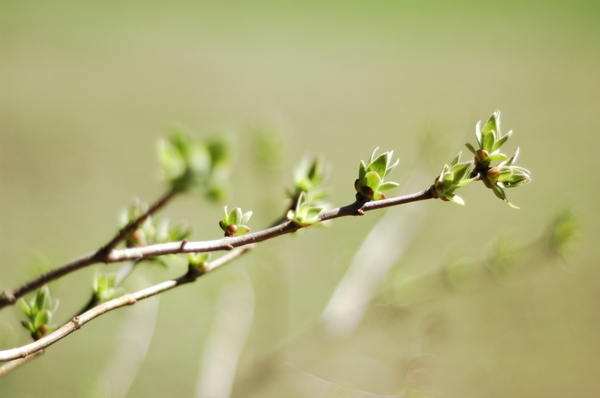 spring: Newly grown leaves.