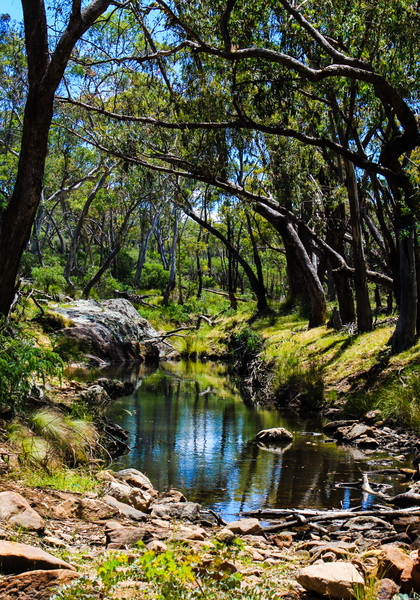 In the Bush: Creek in the Australian bush central NSW