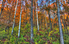 Beautiful Autumn Forest: Trees in the autumn forest at Perrot State Park, Wisconsin.

If you use this photo please consider crediting http://www.goodfreephotos.com .