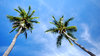 Beach palmtrees: Beach palmtrees seen from below