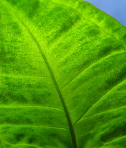 Green leaf closeup: Macro of green leaf against blue sky