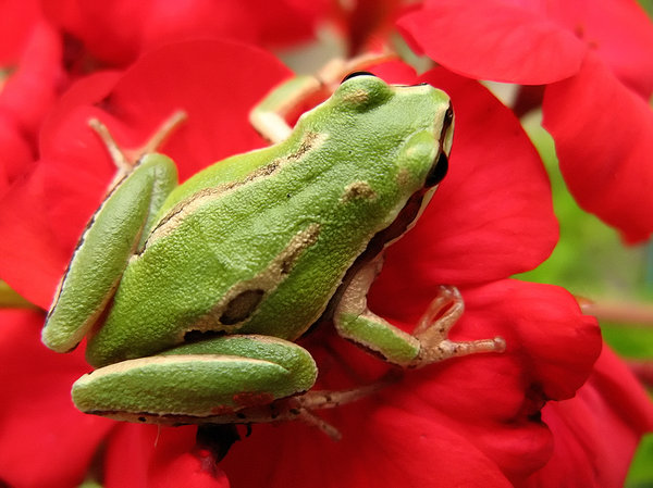 Green frog: Macro shot of a green frog standing on a red flower