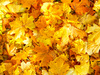 Golden Polish Autumn 2: Beautiful, traditional golden Polish autumn.