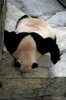 Passed out: Giant panda taking a nap.