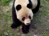 Giant Panda: Close up of a Giant Panda