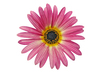 Pink African Daisy: Arctotis or African Daisy cut out