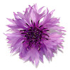 Cornflower- Batchelors Button: Another flower from my garden,shot on white background