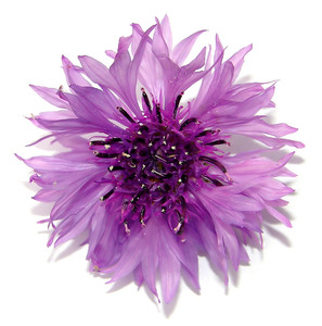 Cornflower- Batchelors Button: Another flower from my garden,shot on white background