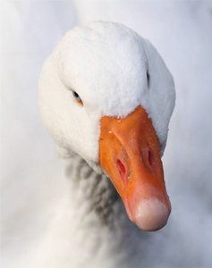 Goose Up Close: Close-up of a goose