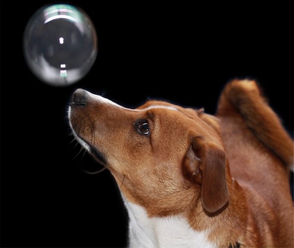 PUPPY AND BUBBLE: My Jack Russell watching his first bubble before he popped it. Edited i Microsoft Photodraw. An old program but easy to use.