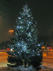 kerst boom in de nacht: 