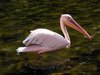 pelicano-de-rosa: 