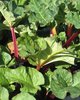 rhubarb pieplant: 