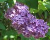 violet syringa blossoms: violet syringa blossoms