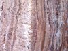 brown marble texture: brown marble texture