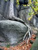 raiz da árvore nas rochas: 